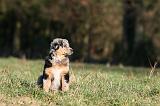 BERGER AUSTRALIEN PUPPIES 742